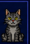 The Cat